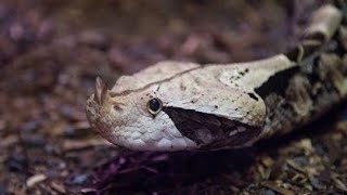 Gaboon Viper Snake 🐍  4K Resolution Video CuteBabyAnimals [upl. by Eiramnwad]