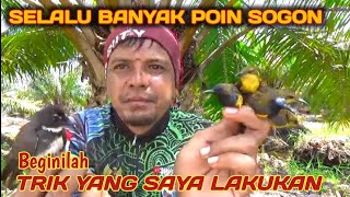 TRIK MIKAT BURUNG SOGON YANG SELALU SAYA PAKAI DI SPOT YANG SUDAH PERNAH DI PIKAT ORANG [upl. by Fabriane28]