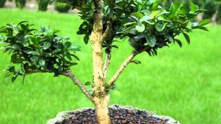 Buchsbaum Buxus Bonsai Formgehölz [upl. by Cooperstein]