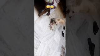 😱Dog fighting her mother bollywood music song dog newsong Pomeranian club [upl. by Noelani]