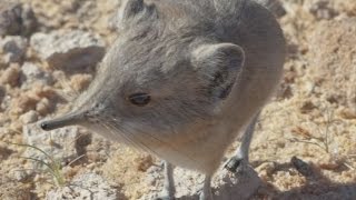 Science Today New Mammal Discovery Etendeka RoundEared Sengi  California Academy of Sciences [upl. by Nageam]