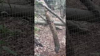 Hyperactive Quoll quoll animals animalvideos shortsfeed shorts shortvideo subscribe [upl. by Rogergcam]