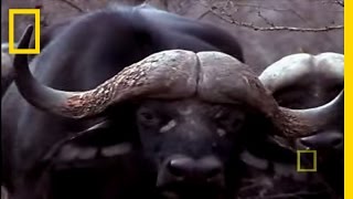 Black Mamba vs Animal Kingdom  National Geographic [upl. by Ailedamla488]