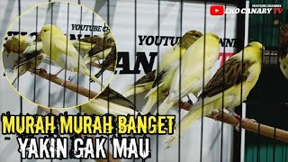 GUDANGNYA KENARI SERI G‼️BELI KENARI PALING AMANAH SELALU MEMUASKAN DI SINI TEMPATNYA‼️ [upl. by Lerraf]