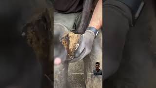 Hourse horse oddlysatisfying farrier farrierlife satisfying [upl. by Lashondra]