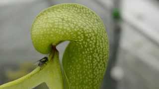 Fly walks into the head of a Cobra Lily Carnivorous Plant [upl. by Hephzipa]