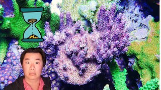 How Fast Slow do my Acropora Grow  Lets Look at 3 Examples [upl. by Kreegar]