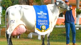 World Record Holder 2024 Girlando Cow 130 Litters Milk  Girlando Cow Farming in Pakistan  Cow Milk [upl. by Sandra]