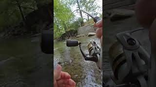 Rainbow Trout fishing gatlinburg greatsmokymountains troutfishing [upl. by Bonnibelle118]