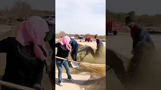 Process of cleaning excess dirt from mustard [upl. by Llednik]