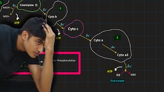 Glycolysis Pyruvic acid oxidation Krebs cycle ETC  MDCAT Biology [upl. by Edwyna]