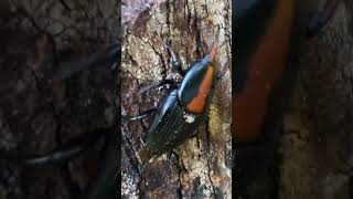 Red Palm Weevil Major Coconut Insect pest [upl. by Aiynot]