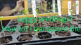 How To transplant leggy seedlings [upl. by Darcee]