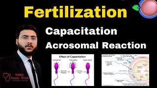 Fertilization Capacitation Acrosomal Reaction Definition Meaning amp Examples [upl. by Daniela616]