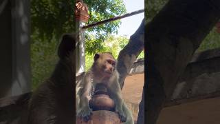 Cute Monkey monkeylove monkey naturemonkey babyanimal shortvideo [upl. by Ahtanaram]