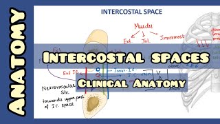 Intercostal Space  Anatomy and Clinical Importance [upl. by Carmita]