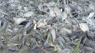 Smart Farmers Cooperative Mangoor Fish Feeding Pond Tilapia Fish Farming l How to Feed fish [upl. by Essilrahc]