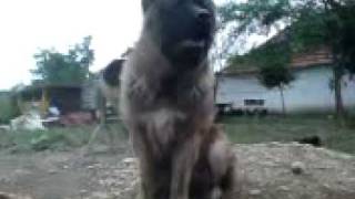 Kennel quotIz Bolshoi Kavkazquot caucasian dog [upl. by Urana]