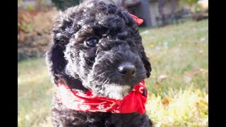 Temperament Testing for Hildegarde – Female Black Moyen Poodle Puppy  Funny Farm Poodles amp Doodles [upl. by Shandee629]