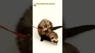 The Polecat Is This Furry Thief the Cutest Criminal Ever [upl. by Trevor]