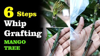 Whip Grafting Mango Tree  6 StepbyStep [upl. by Airalednac]