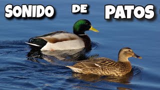 🔴 Sonido de PATOS para Perros [upl. by Ailatan]