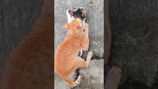 Cat mating catsdoingcatthings matingcat cats [upl. by Aikit957]