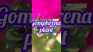 🙏Gomphrena ka plants ✨gardenplants flowers vidoeshort 💐💐 [upl. by Conger]