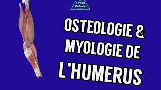 Anatomie 1  Ostéologie et myologie de lhumérus [upl. by Nahtaneoj]