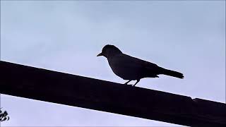 Warnruf der Amsel [upl. by Hogue]