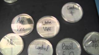 Disinfectants amp Escherichia Coli [upl. by Nanreh]