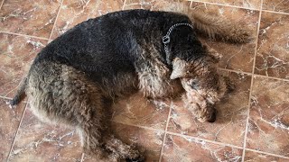 Managing Excessive Barking in Airedale Terriers [upl. by Direj]