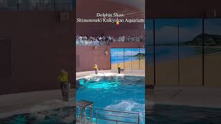 Dolphin Show  Shimonoseki Kaikyokan Aquarium  Japan [upl. by Rew]