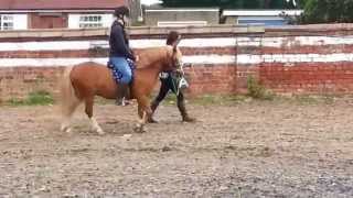 R training a lead rein pony [upl. by Nnaeus492]