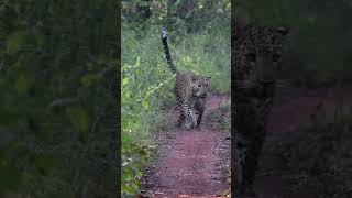 Tadoba fishing wildlifephotoghraphy naturelovers wildlife wildlifephotography [upl. by Wylie209]