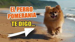 El Perro POMERANIA 🐶👇 ¿Qué Hay Que Saber De Los Pomeranias [upl. by Hoffmann]