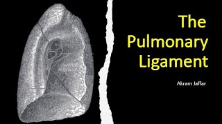 The pulmonary ligament [upl. by Wilkinson]