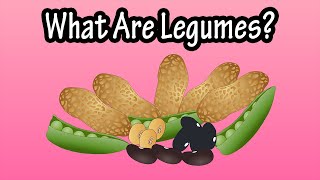 What Are Legumes  Health Benefits Of Legumes And The Different Types Of Legumes [upl. by Rhu]