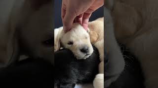 The Cutest Labrador Puppies Ever Pt 4 [upl. by Piscatelli]