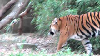 AMAZING TIGER ROARING  WASHINGTON DC ZOO [upl. by Sylera]