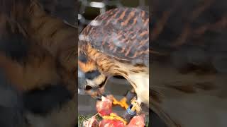 American Kestrel [upl. by Irpak599]