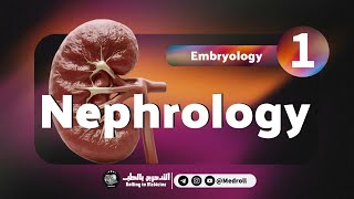 Renal Embryology Key Embryological Derivatives Explained  Medroll ft Dr TBSTB [upl. by Swithbart]