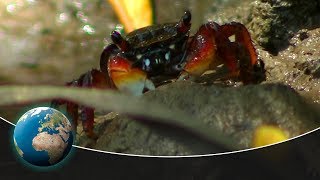 Mangroves  Coastal forests threatened by the shrimp industry [upl. by Aseeral]