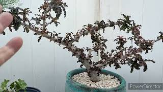 Frankincense amp Myrrh Trees Update Pt 1 [upl. by Qooraf365]