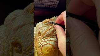 Some help here 🧡 reptile iguana lizard myfriend petlovers orange дракон animal charmander [upl. by Leonor38]