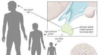 Growth hormone physiology Production Function excess and deficiency [upl. by Irami]