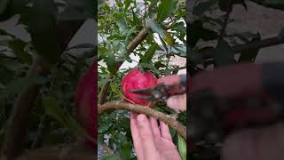 Pruning Fruit Tree✂️🍎 [upl. by Arbua222]