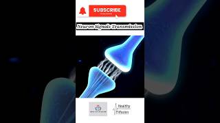 Neuron Signal Transmission  HealthyFitFusion195 shorts viralshorts medicaleducation facts [upl. by Epps221]