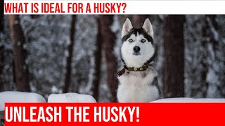 Siberian Huskies How to Create the Ideal Living Situation [upl. by Meingoldas]