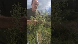 Invasive Guernsey Fleabane conyza canariensis invasivespecies gardening permaculture herbs [upl. by Picardi]